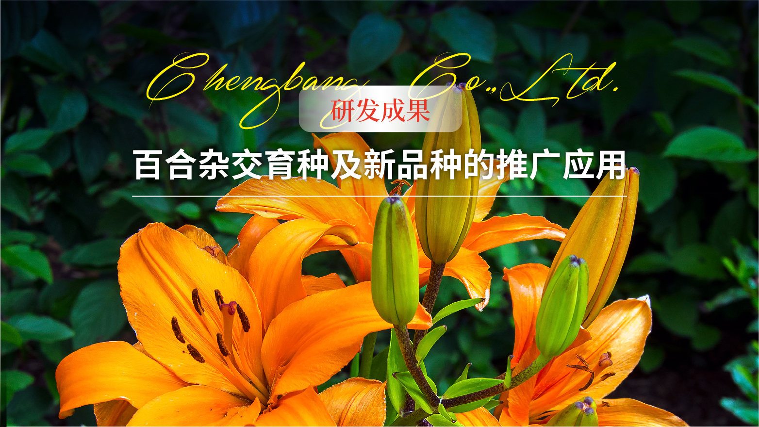 0822 【研发成果】百合杂交育种及新品种的推广应用头图-01.jpg
